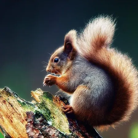 Eichhörnchen * Suhl