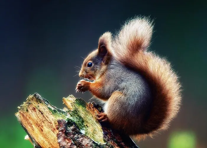 Eichhoernchen * Gehlberg